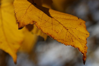 Close-up of yellow maple leaves