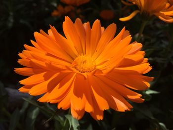 Close-up of orange flower blooming outdoors