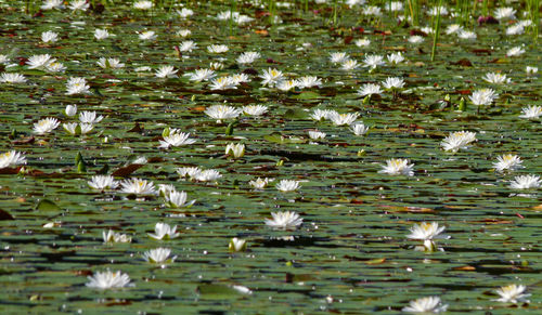 Full frame shot of white flowers