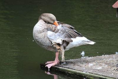 Side view of duck perching next pond