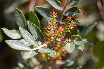 Close-up of red flowering plant