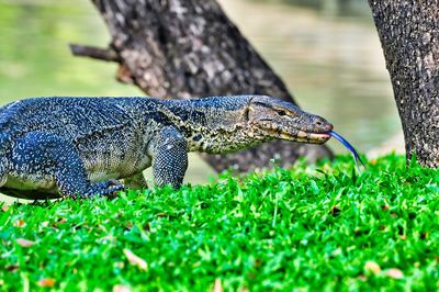 Close-up of a reptile on a field