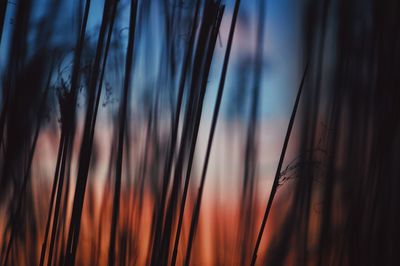 Close-up of grass against sky during sunset