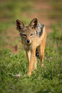 Black-backed jackal on grassy field