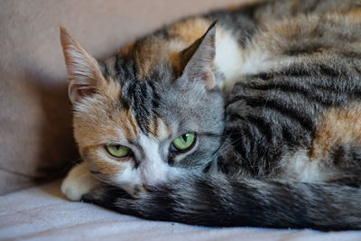 Close-up portrait of a cat resting