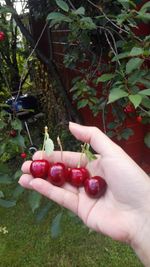 Close-up of hand holding fruits