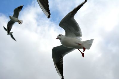 Low angle view of seagull flying against sky