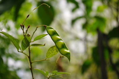 Close-up of ant on plant