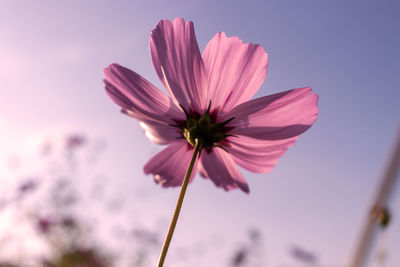 Close-up of pink flower against sky