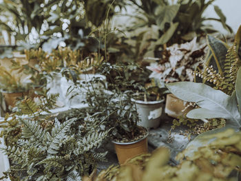 Close-up of potted plants in yard