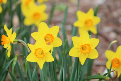 Close-up of yellow daffodil