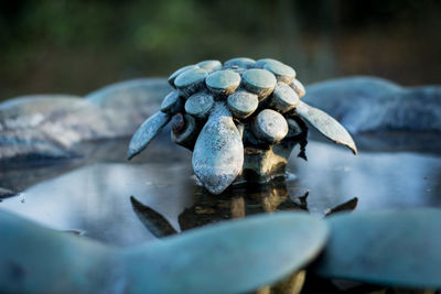 Close-up of turtle sculpture