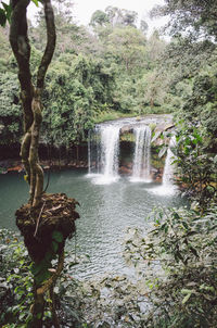 Scenic view of waterfall in forest