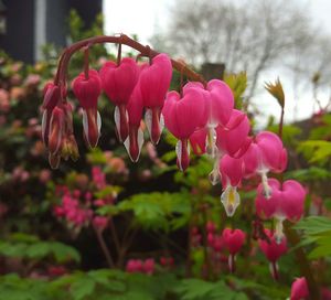 Close-up of pink flower