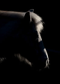 Close-up of a horse over black background