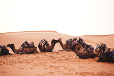 View of camels in desert against clear sky