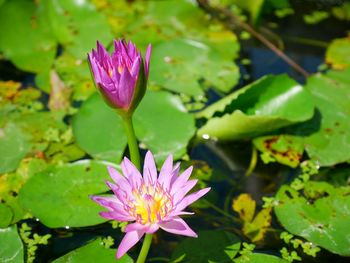 Close-up of pink water lily in lake