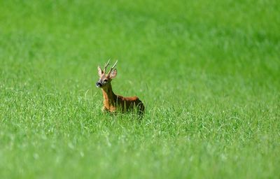 View of deer on grass