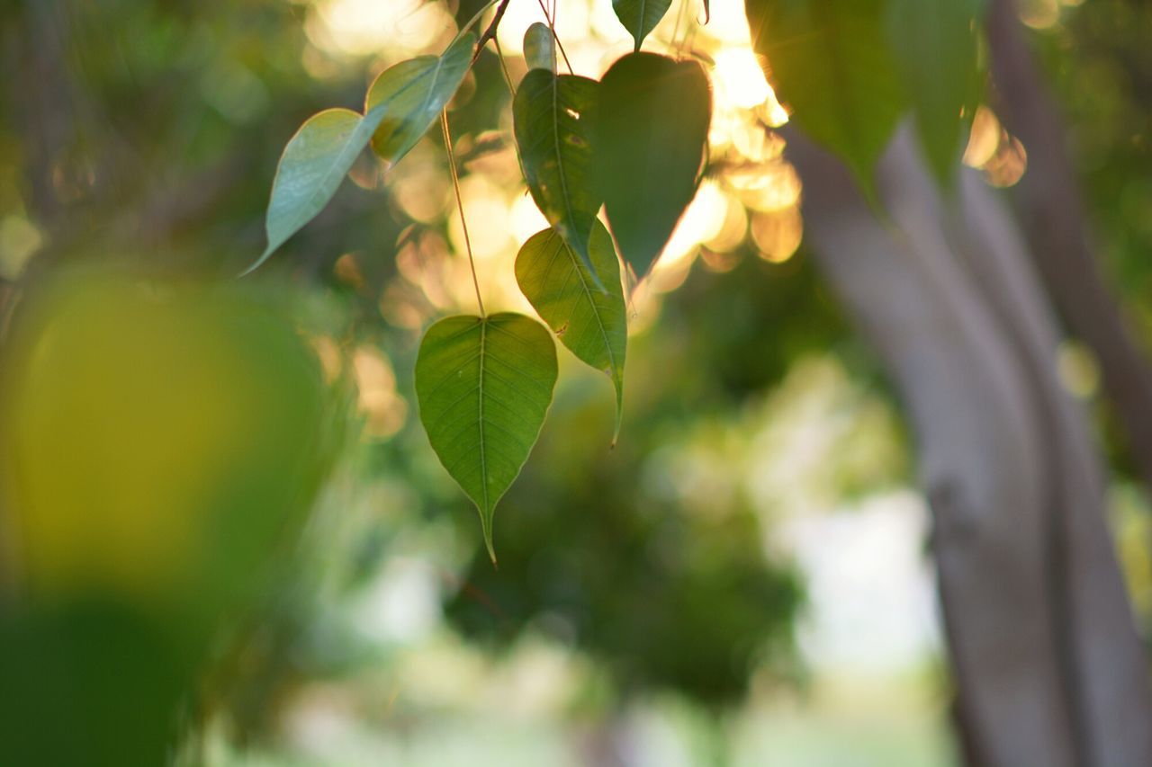 Heart leaf