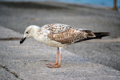 Close-up of seagull on land