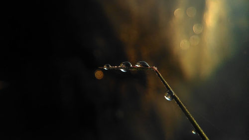 Close-up of water drops on leaf at night