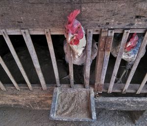 High angle view of hens in cage