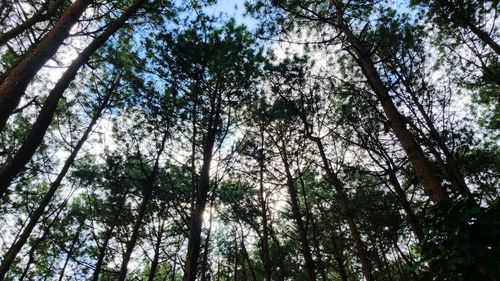 Low angle view of trees in forest