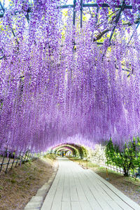 Scenic view of purple flowering plants on footpath