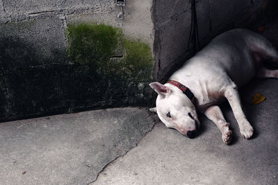 High angle view of dog sleeping on footpath