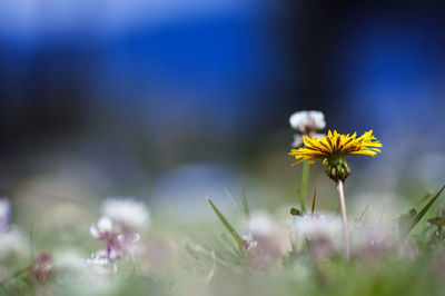 Close-up of flowers blooming outdoors