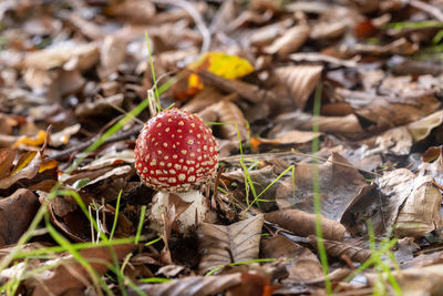 Close-up of mushroom growing on field