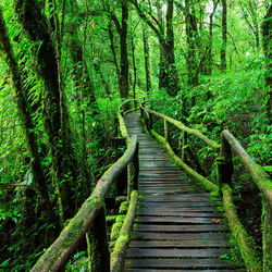 Boardwalk amidst trees in forest