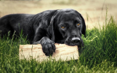 Portrait of black dog on grass