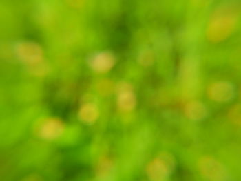 Defocused image of plants