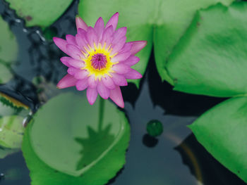 Close-up of lotus water lily in pond