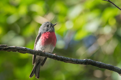 Close-up of a bird perching on branch