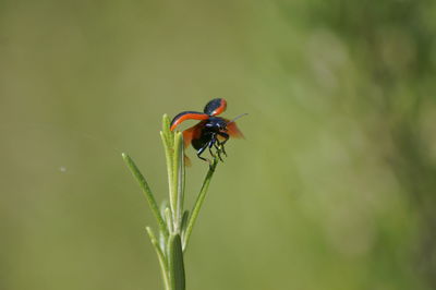 Close-up of ladybug on leaf