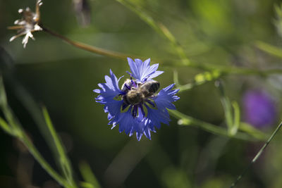 Close-up of bee on purple flower