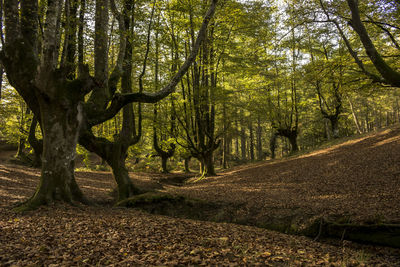 Road amidst trees in forest
