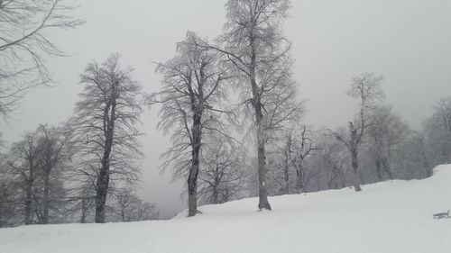 Trees on snow covered land against sky