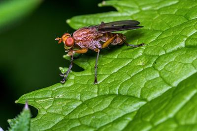 Close-up of insect on leaf