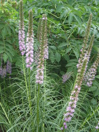 Close-up of purple flowers