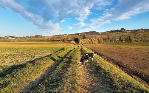 View of dog on dirt road