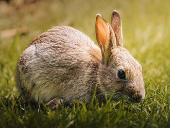 Close up portrait of wild rabbit on grass in sunshine