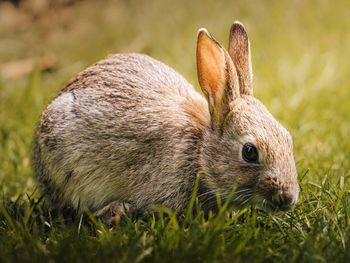 Rabbit on grassy field