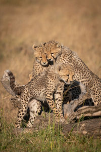 Cheetahs on field in forest