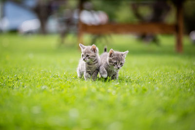 View of two dogs on field