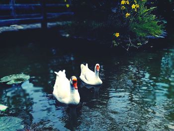 Swan swimming in lake