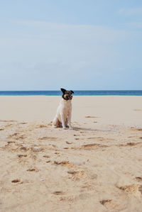 Dog on beach