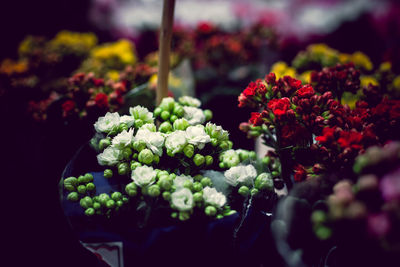 Close-up of flowers blooming outdoors